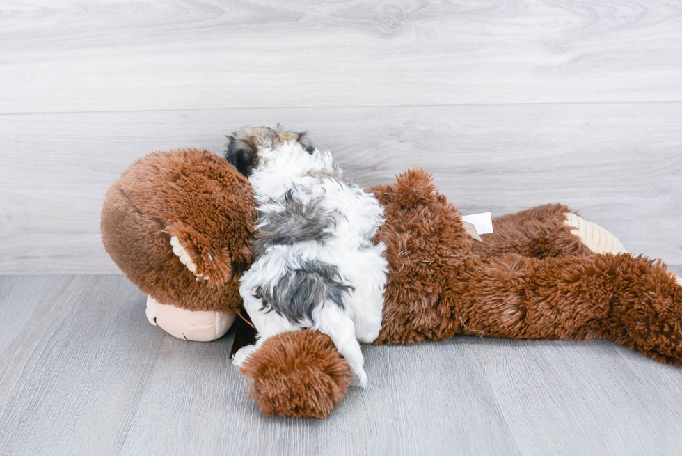 Havanese Pup Being Cute