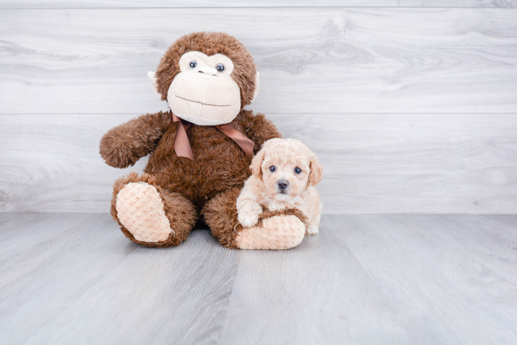 Popular Maltipoo Poodle Mix Pup