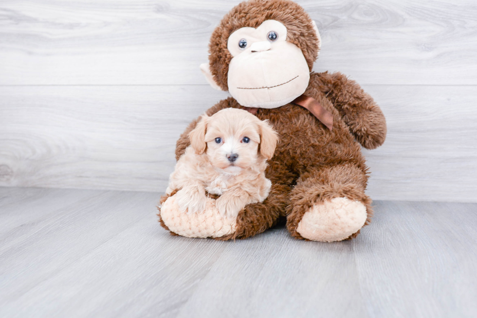 Happy Maltipoo Baby