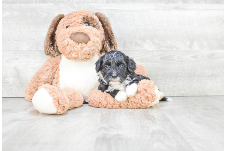 Funny Mini Bernedoodle Poodle Mix Pup