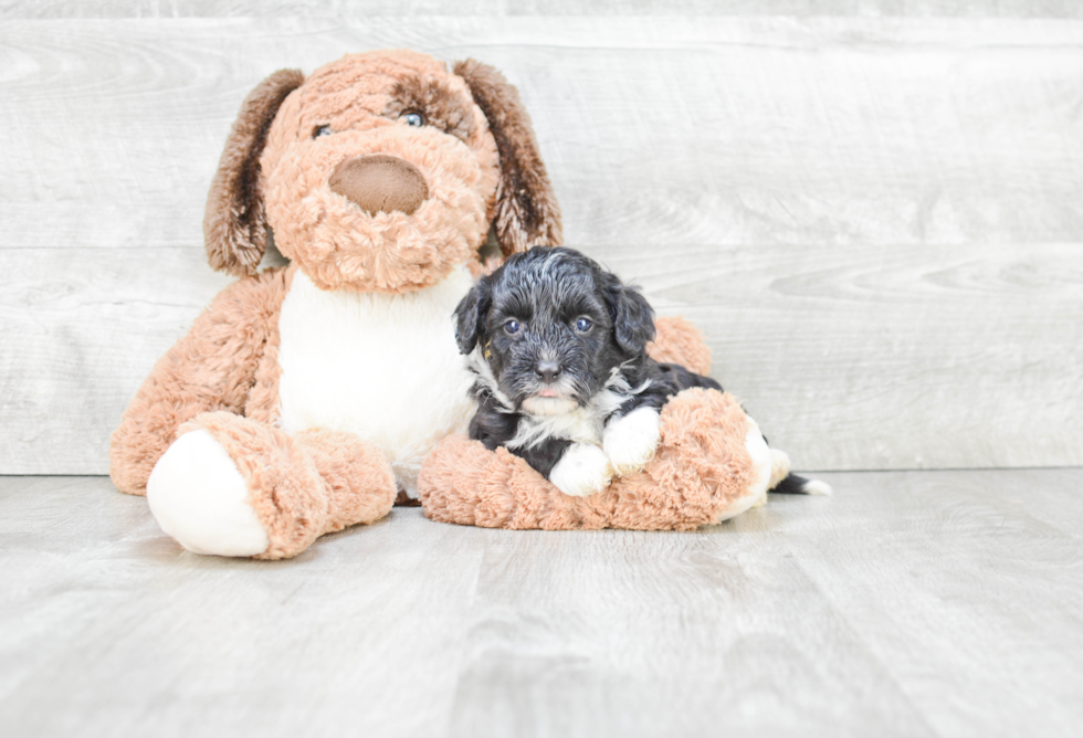 Funny Mini Bernedoodle Poodle Mix Pup