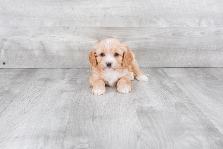 Hypoallergenic Cavalier Designer Puppy