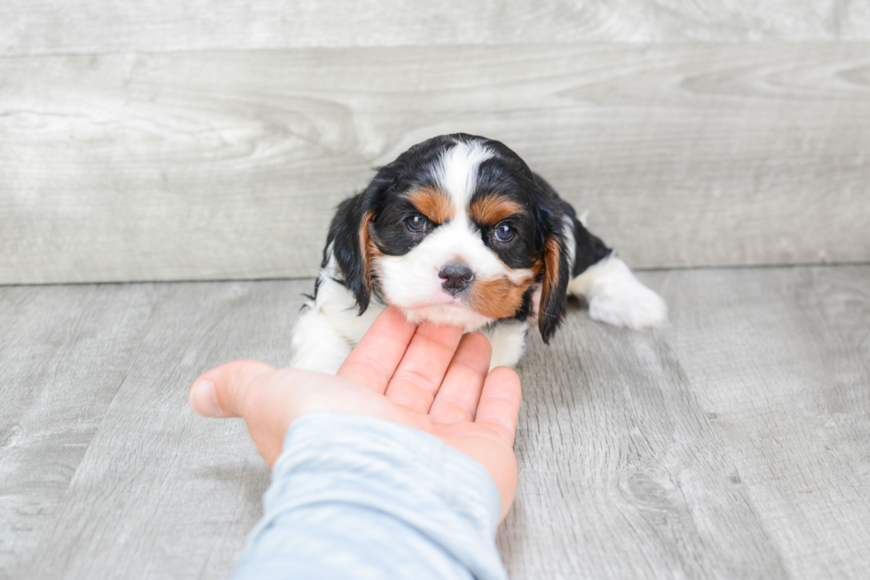 Cavalier King Charles Spaniel Puppy for Adoption