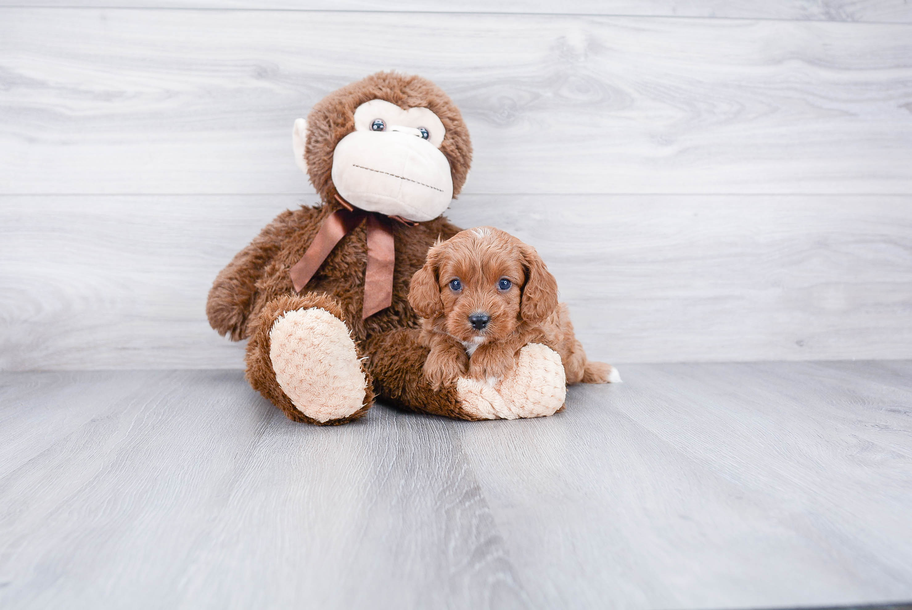 Playful Cavoodle Poodle Mix Puppy
