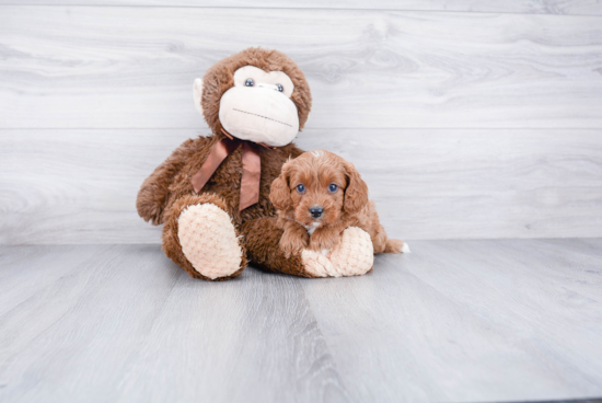 Playful Cavoodle Poodle Mix Puppy