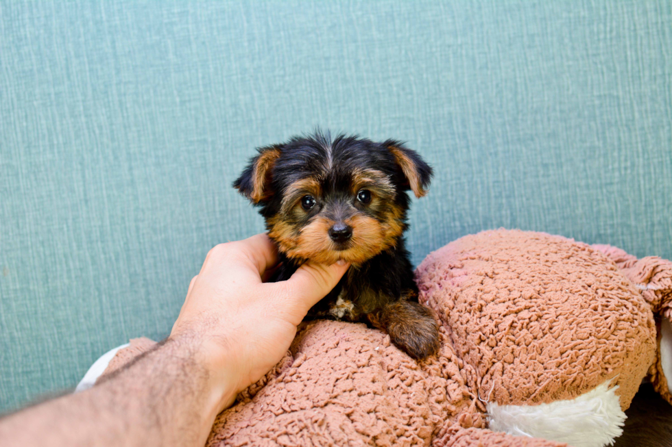 Meet Izzie - our Yorkshire Terrier Puppy Photo 