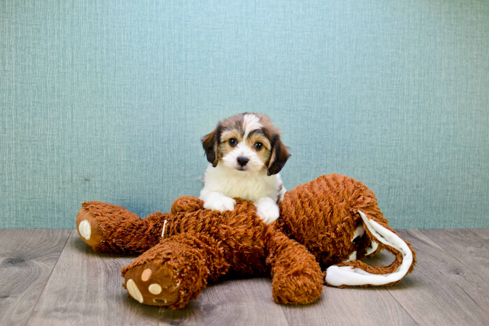 Happy Cavachon Baby