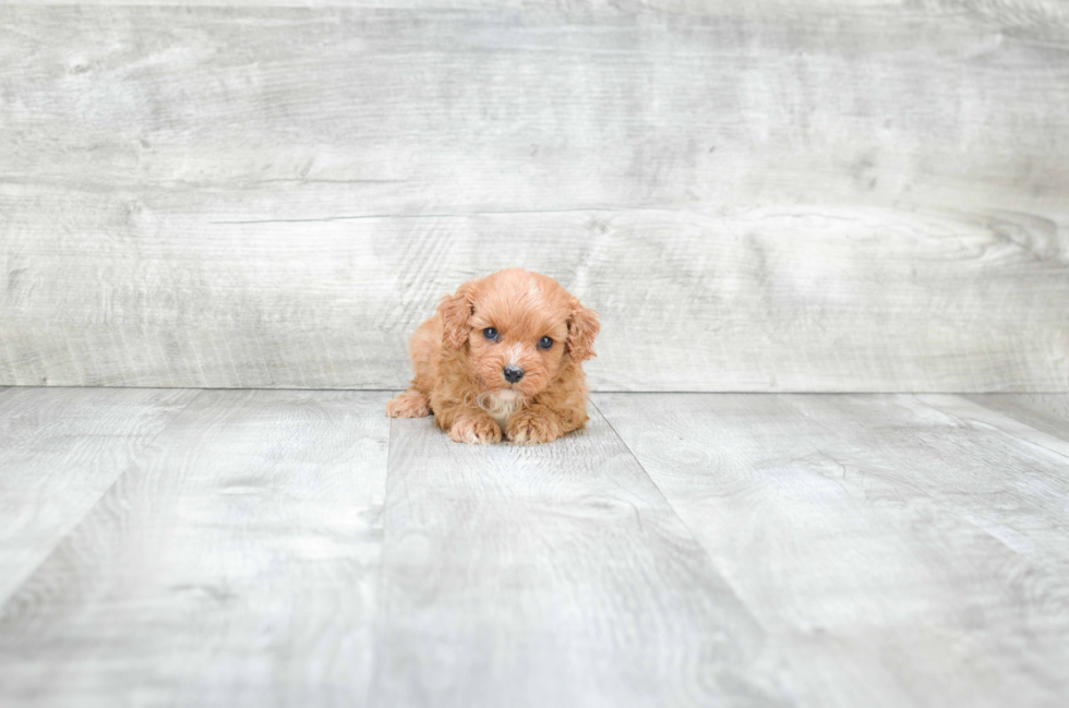 Best Cavapoo Baby