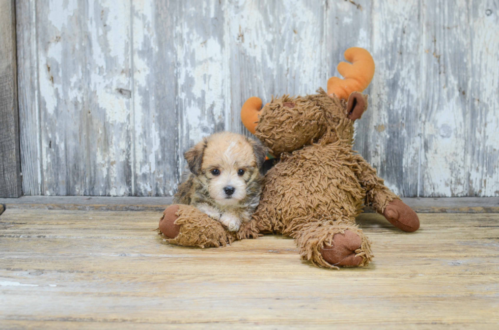 Best Morkie Baby