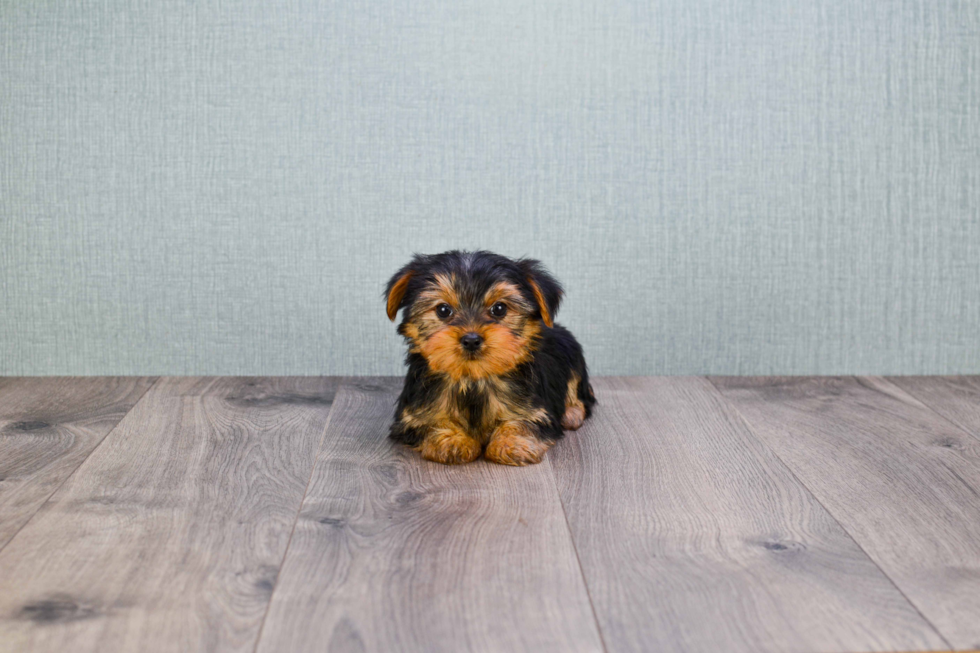 Meet Steph - our Yorkshire Terrier Puppy Photo 