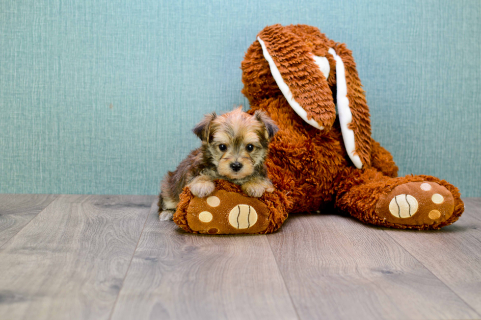 Adorable Yorkie Designer Puppy