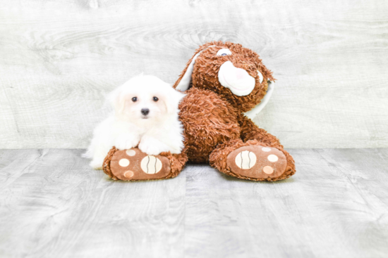 Little Maltese Purebred Pup