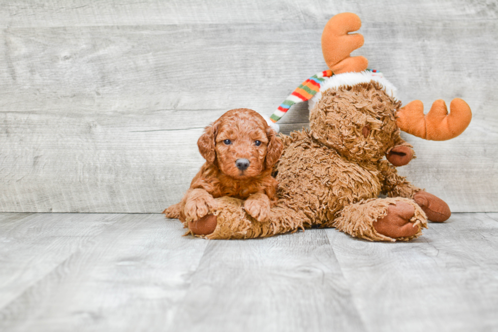 Mini Goldendoodle Puppy for Adoption