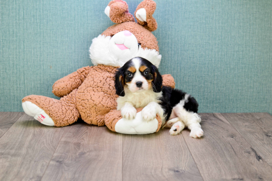 Best Cavalier King Charles Spaniel Baby