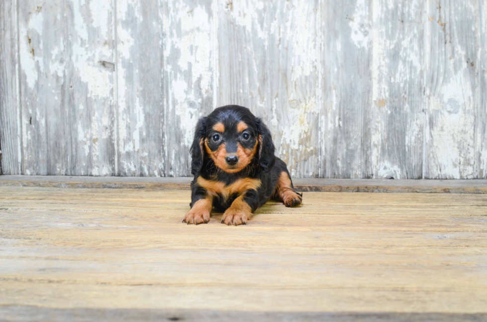 Cute Dachshund Purebred Pup