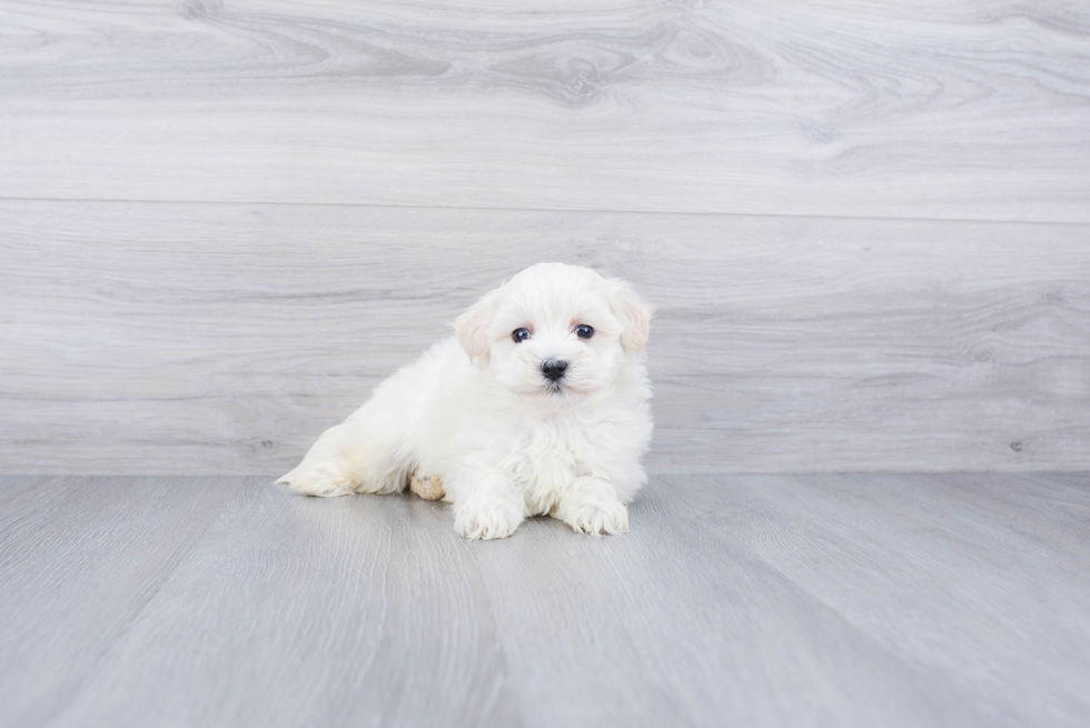 Little Maltepoo Poodle Mix Puppy