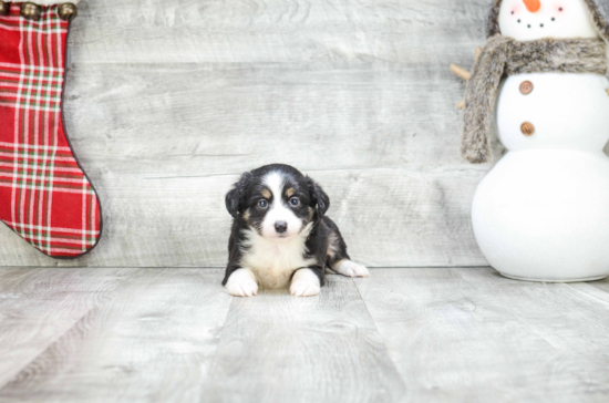 Best Mini Aussiedoodle Baby