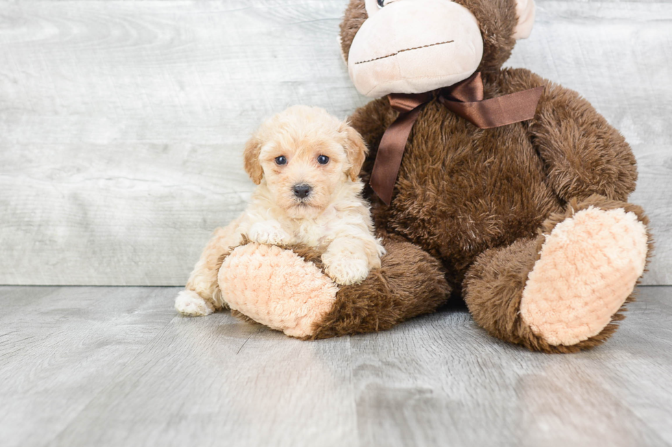 Maltipoo Puppy for Adoption