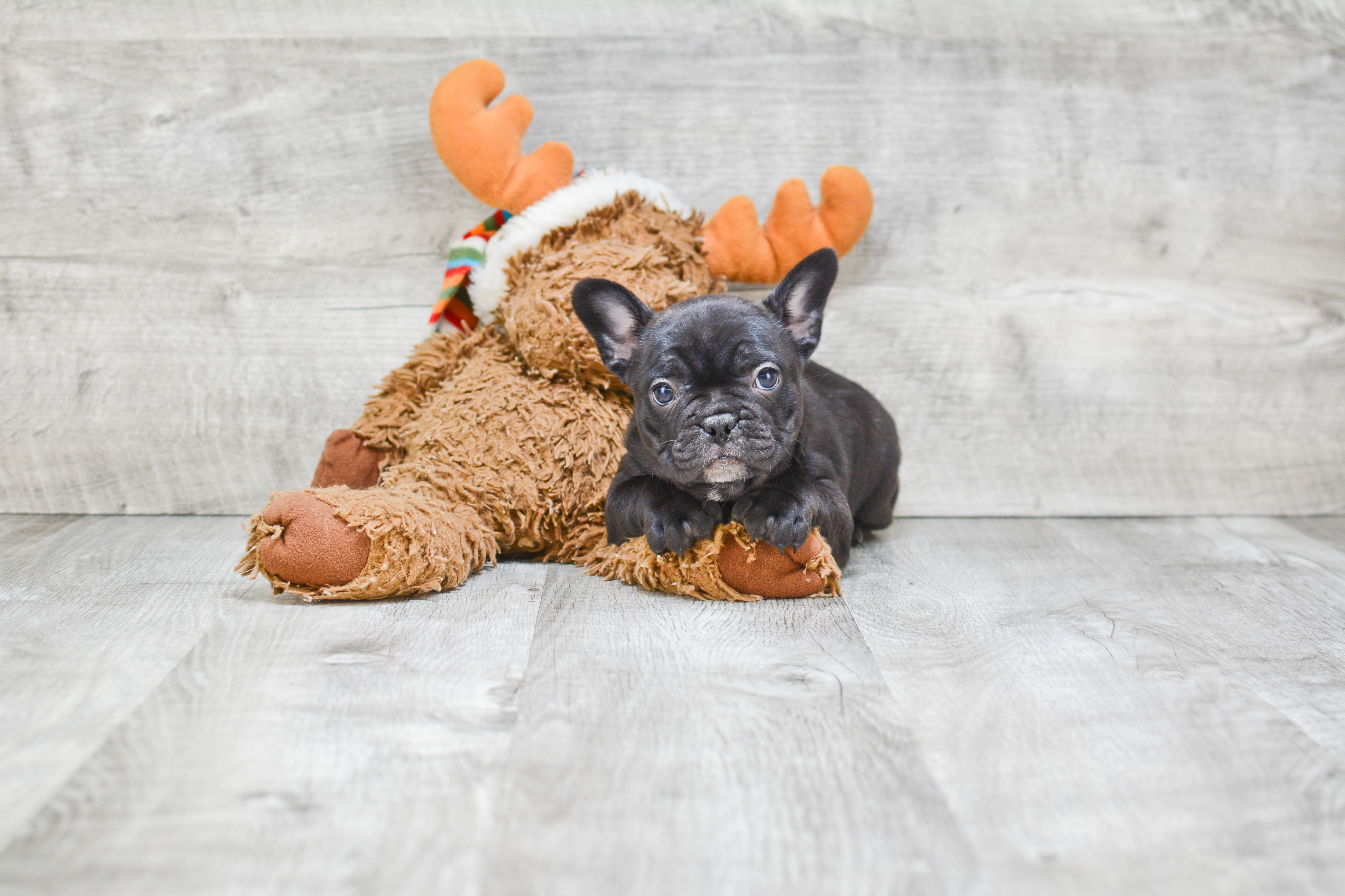 Happy Frenchie Purebred Puppy