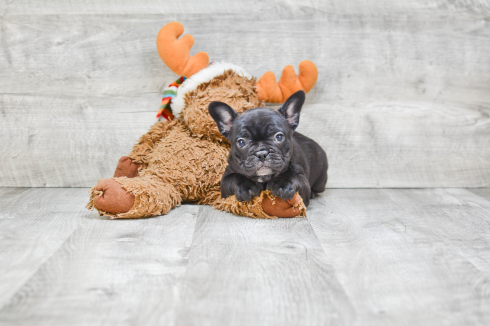 Happy Frenchie Purebred Puppy