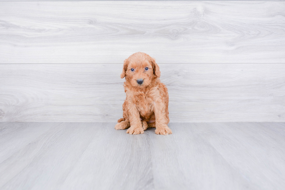 Sweet Mini Goldendoodle Baby