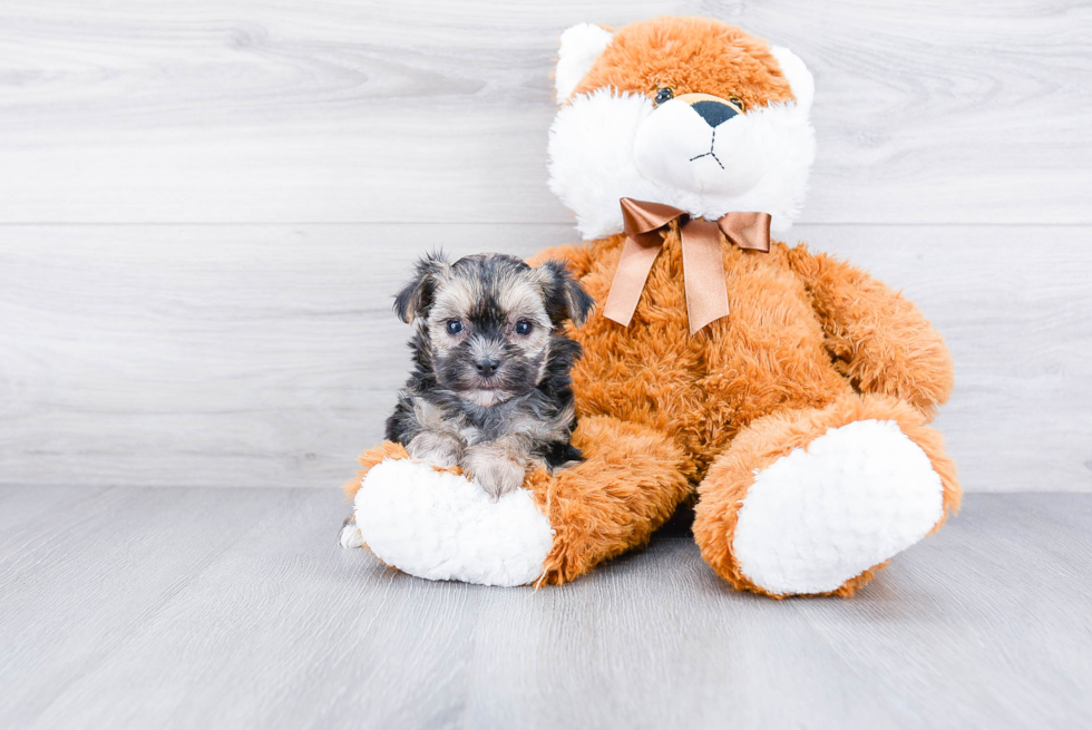 Morkie Pup Being Cute