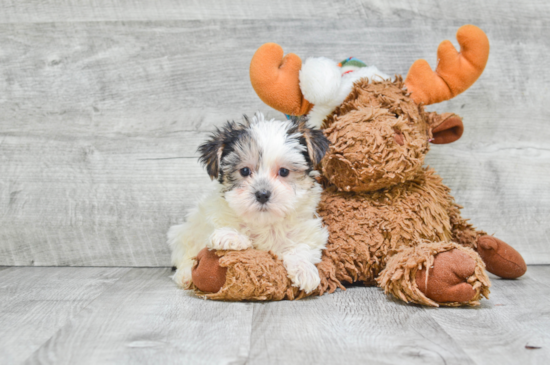 Playful Yorkie Designer Puppy