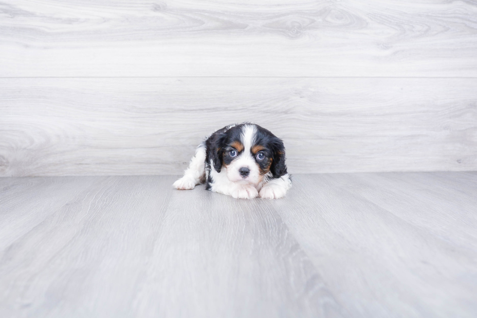 Popular Cavalier King Charles Spaniel Purebred Pup