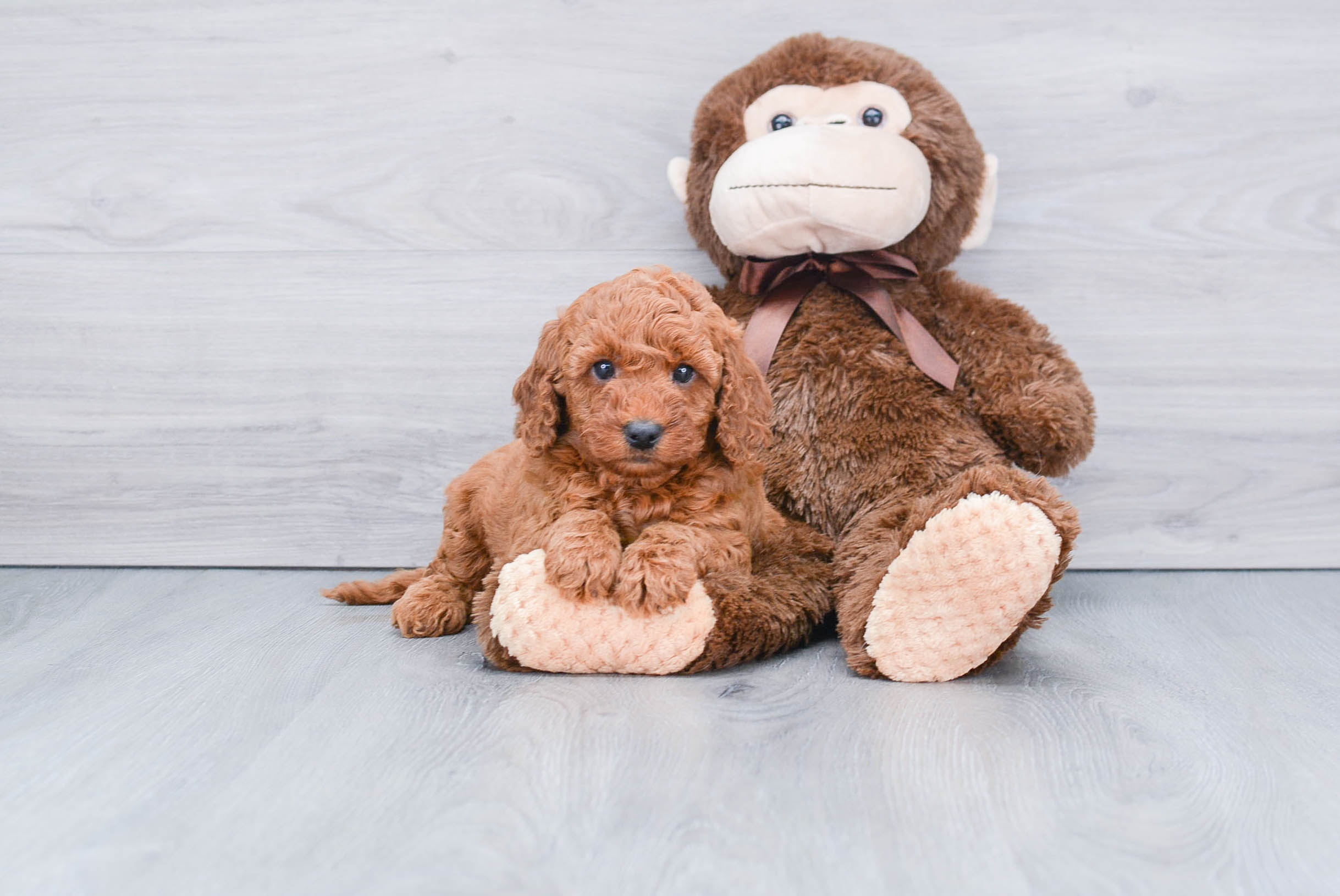 Adorable Golden Retriever Poodle Mix Puppy