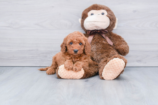 Adorable Golden Retriever Poodle Mix Puppy