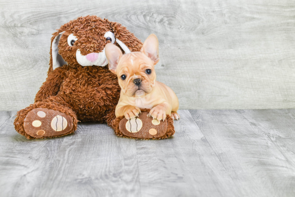 Little French Bulldog Purebred Pup