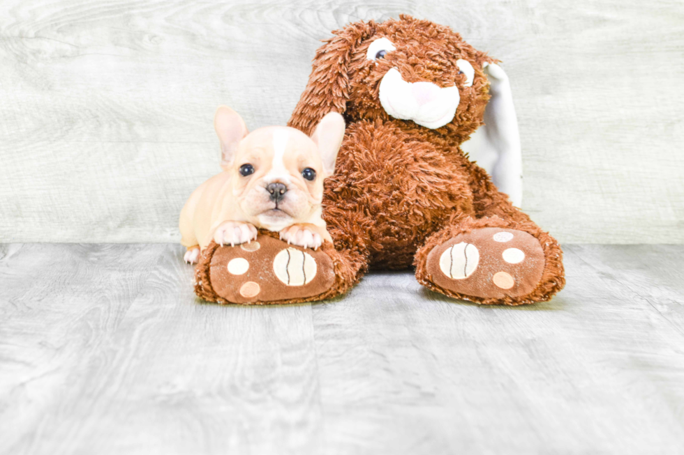 Playful French Bulldog Purebred Pup