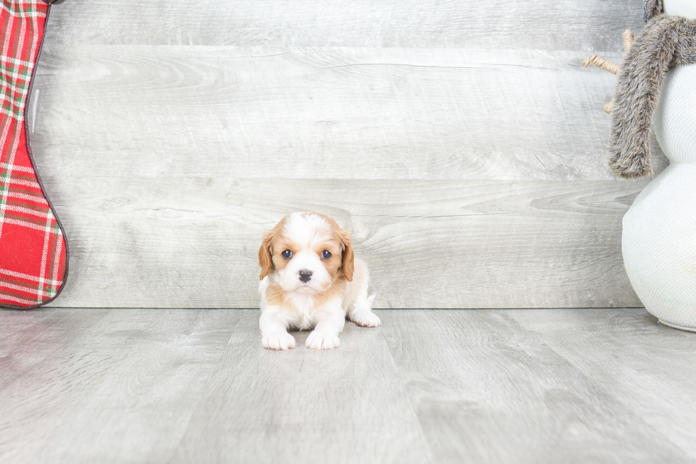 Cute Cavalier King Charles Spaniel Purebred Puppy