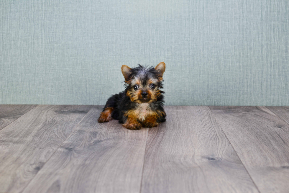 Meet Joey - our Yorkshire Terrier Puppy Photo 