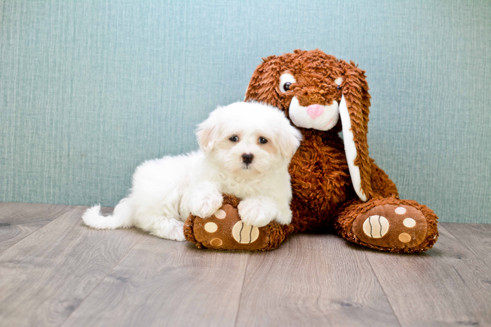 Playful Maltese Baby