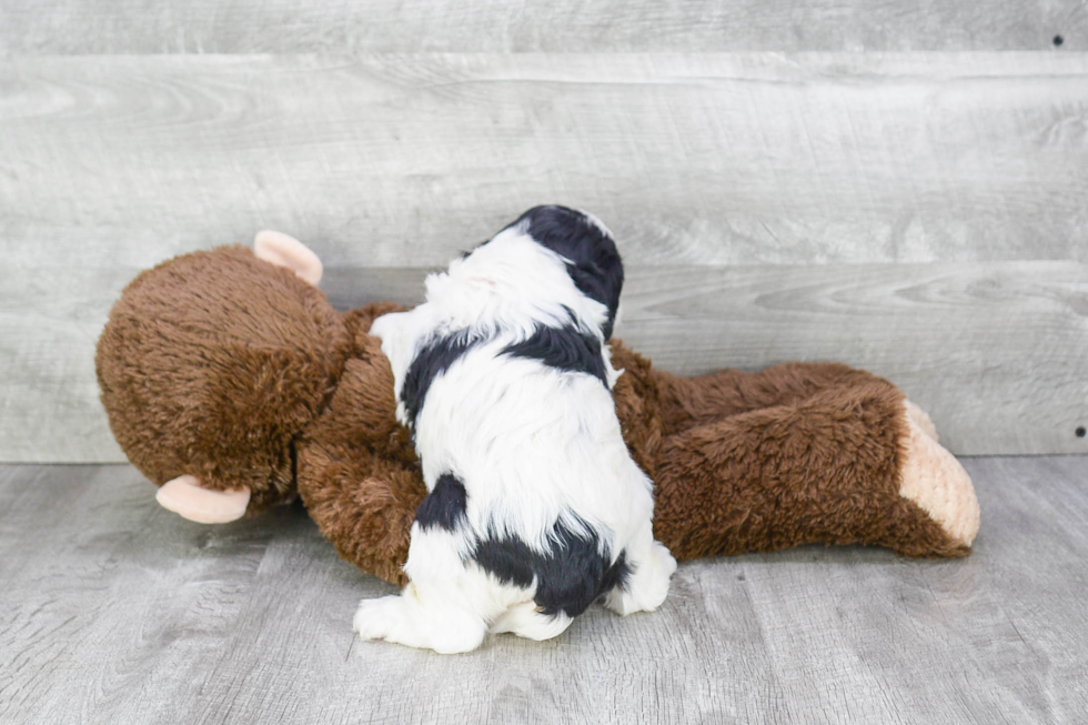 Cavachon Pup Being Cute