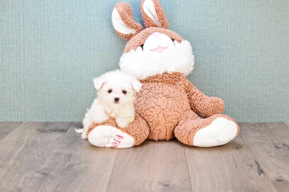 Cute Maltese Purebred Puppy