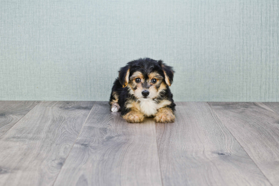Morkie Pup Being Cute