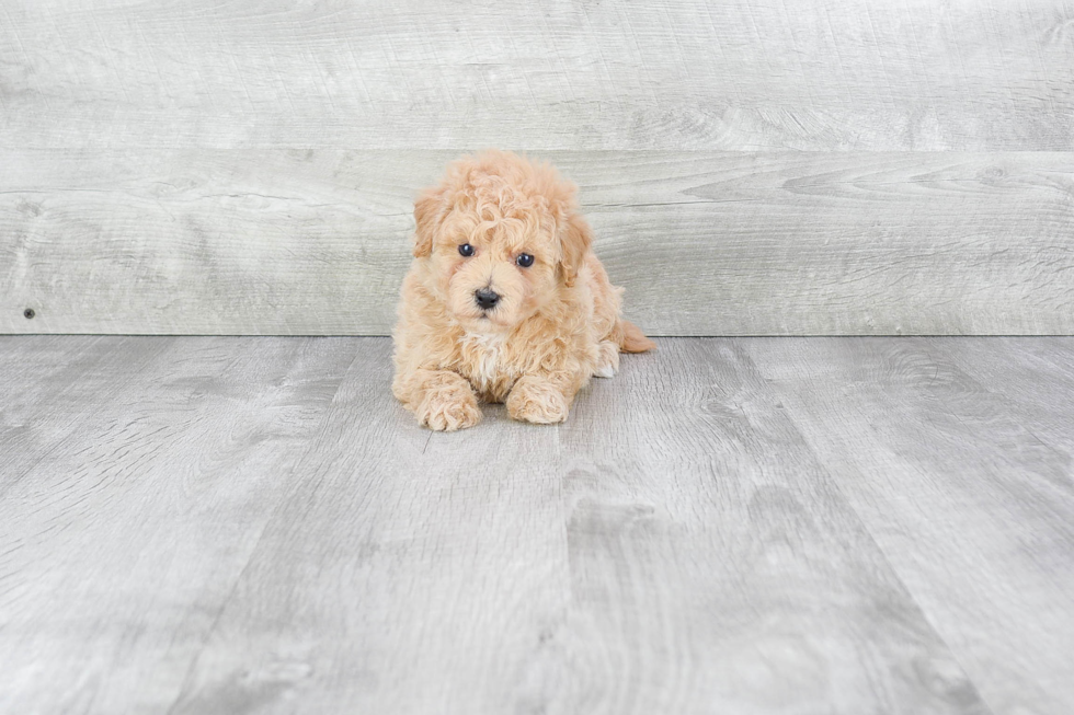 Small Maltipoo Baby