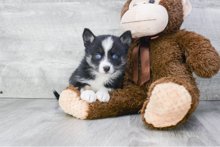 Pomsky Pup Being Cute