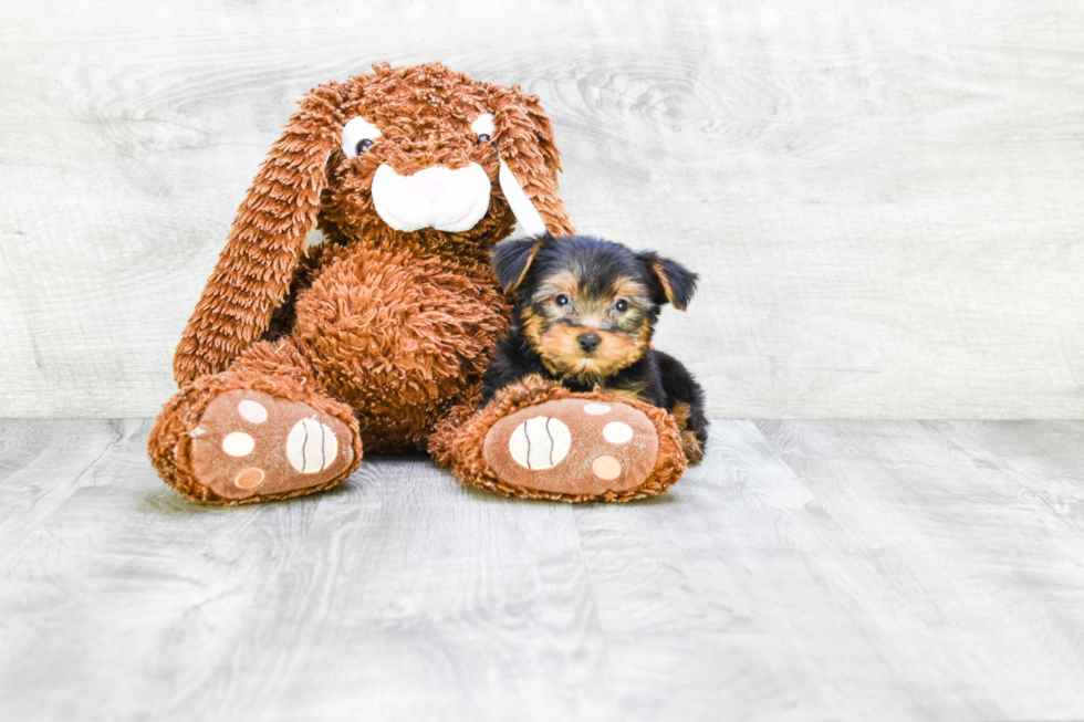 Meet Ronaldo - our Yorkshire Terrier Puppy Photo 