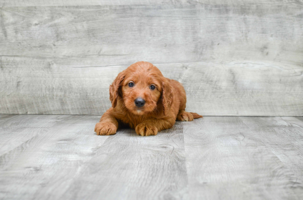 Best Mini Goldendoodle Baby