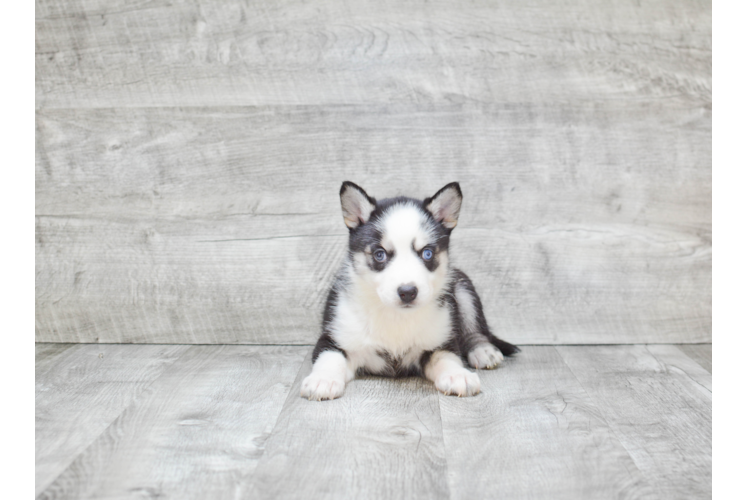 Pomsky Puppy for Adoption