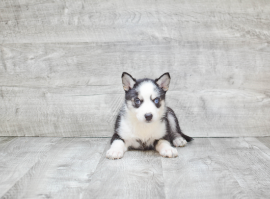 Pomsky Puppy for Adoption