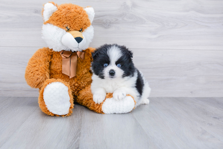 Pomsky Pup Being Cute