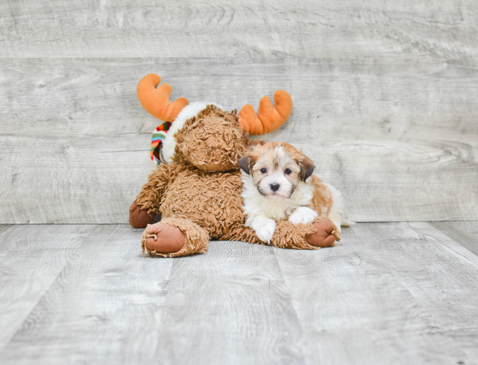 Cute Havanese Purebred Puppy