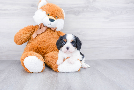 Cavalier King Charles Spaniel Puppy for Adoption