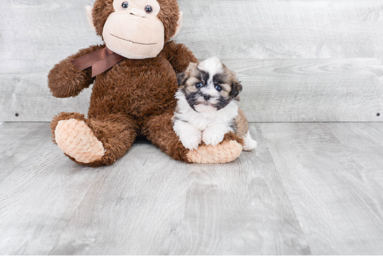 Small Havanese Baby