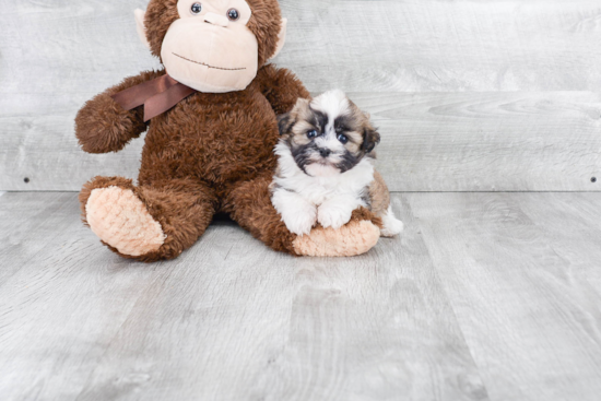 Small Havanese Baby