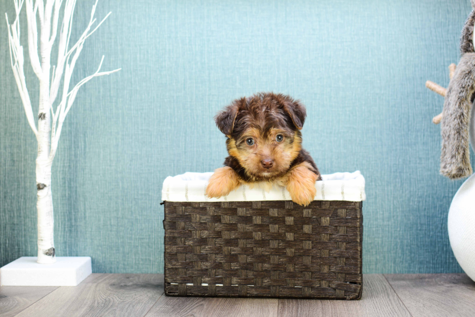 Fluffy Morkie Designer Pup